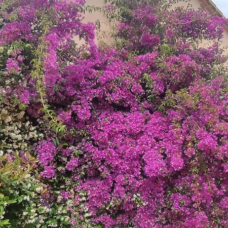 Callochiusa Avec Piscine 15mn Bonifacio Villa *