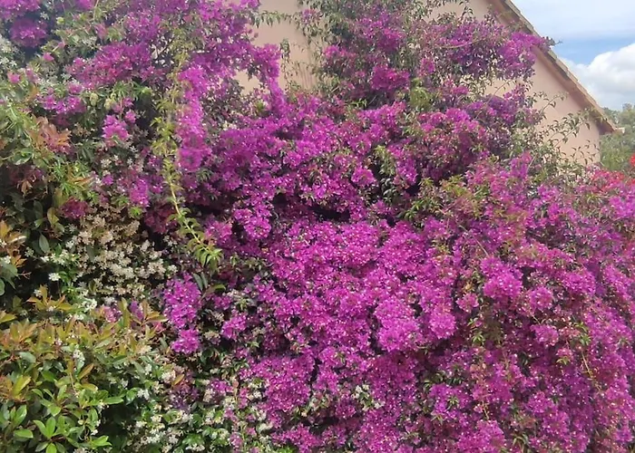 Callochiusa Avec Piscine 15mn Bonifacio Vila *